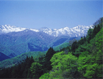 1993年　白神山地